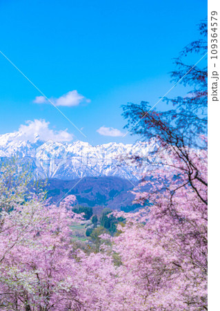 【春素材】春の絶景・小川村番所の桜【長野県】 109364579