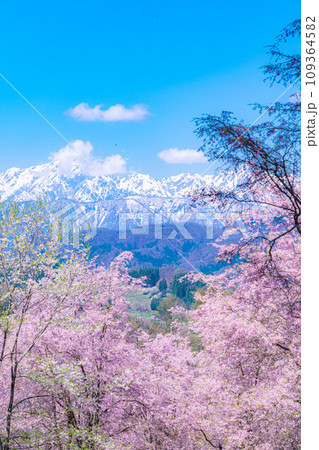 【春素材】春の絶景・小川村番所の桜【長野県】 【春素材】春の絶景・小川村番所の桜【長野県】 109364582