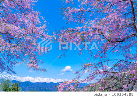 【春素材】春の絶景・小川村番所の桜【長野県】 【春素材】春の絶景・小川村番所の桜【長野県】 109364589