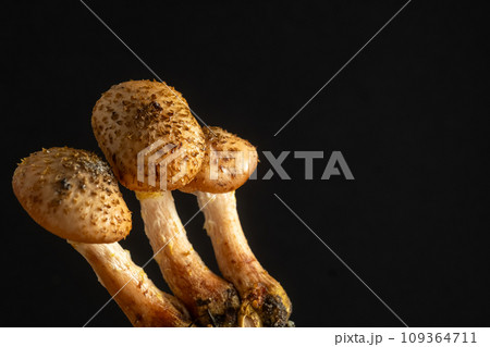 young honey mushrooms on an black background. Blur and selective focus 109364711