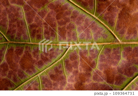 Macro photo of a fall leaf. Texture natural background Macro photo of a fall leaf. Texture natural background 109364731