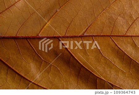 Macro photo of a fall leaf. Texture natural background Macro photo of a fall leaf. Texture natural background 109364743