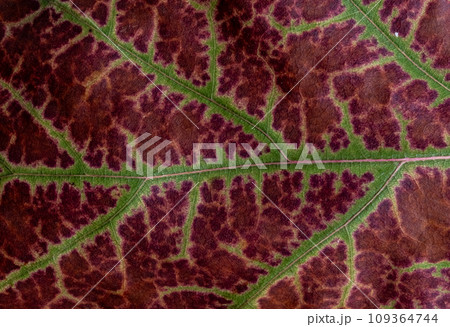 Macro photo of a fall leaf. Texture natural background Macro photo of a fall leaf. Texture natural background 109364744
