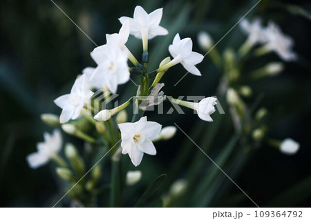 日陰に咲く、房咲き水仙の花 日陰に咲く、房咲き水仙の花 109364792