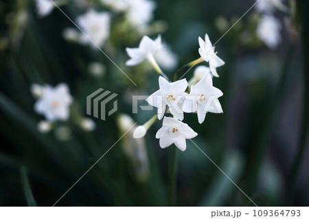 日陰に咲く、房咲き水仙の花 日陰に咲く、房咲き水仙の花 109364793