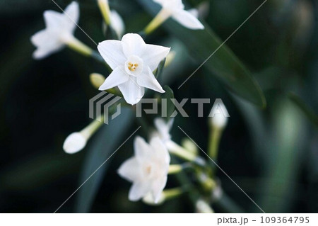 日陰に咲く、房咲き水仙の花 日陰に咲く、房咲き水仙の花 109364795