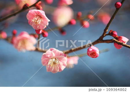 紅梅の花咲く 紅梅の花咲く 109364802