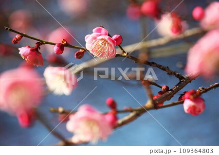 紅梅の花咲く 紅梅の花咲く 109364803