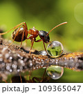 ant drinking from drop of water 109365047