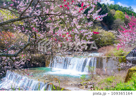 【桃源郷】阿智村の花桃の里【長野県】 109365164