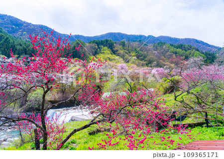 【桃源郷】阿智村の花桃の里【長野県】 【桃源郷】阿智村の花桃の里【長野県】 109365171