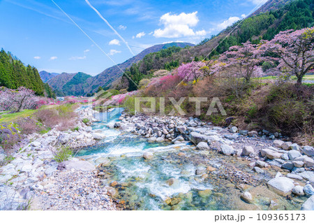 【桃源郷】阿智村の花桃の里【長野県】 【桃源郷】阿智村の花桃の里【長野県】 109365173