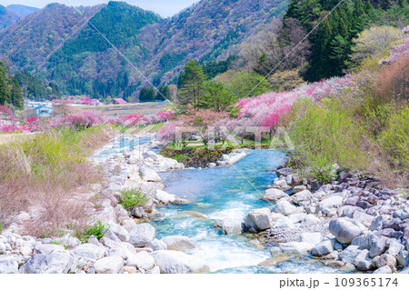 【桃源郷】阿智村の花桃の里【長野県】 【桃源郷】阿智村の花桃の里【長野県】 109365174