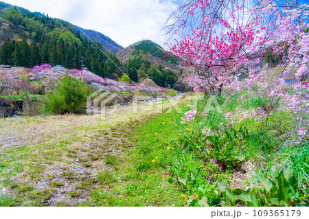 【桃源郷】阿智村の花桃の里【長野県】 【桃源郷】阿智村の花桃の里【長野県】 109365179