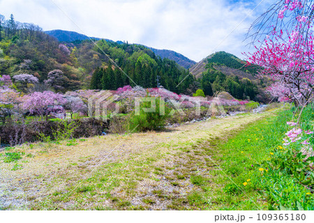 【桃源郷】阿智村の花桃の里【長野県】 【桃源郷】阿智村の花桃の里【長野県】 109365180