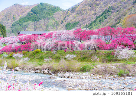 【桃源郷】阿智村の花桃の里【長野県】 【桃源郷】阿智村の花桃の里【長野県】 109365181