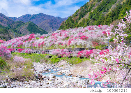 【桃源郷】阿智村の花桃の里【長野県】 109365213