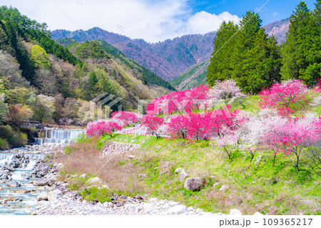 【桃源郷】阿智村の花桃の里【長野県】 【桃源郷】阿智村の花桃の里【長野県】 109365217