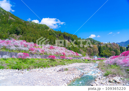 【桃源郷】阿智村の花桃の里【長野県】 109365220