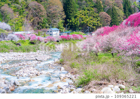 【桃源郷】阿智村の花桃の里【長野県】 【桃源郷】阿智村の花桃の里【長野県】 109365221