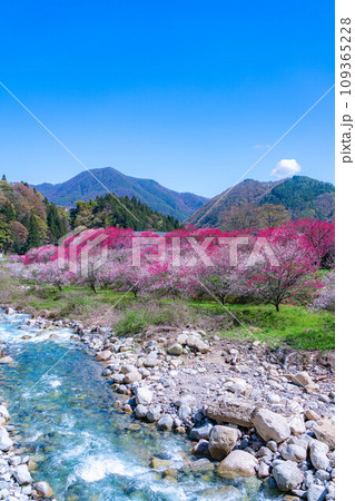 【桃源郷】阿智村の花桃の里【長野県】 【桃源郷】阿智村の花桃の里【長野県】 109365228