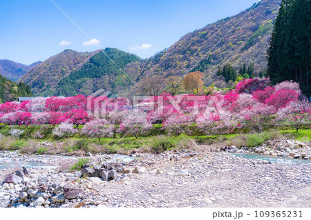 【桃源郷】阿智村の花桃の里【長野県】 【桃源郷】阿智村の花桃の里【長野県】 109365231