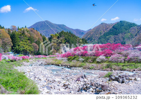 【桃源郷】阿智村の花桃の里【長野県】 【桃源郷】阿智村の花桃の里【長野県】 109365232