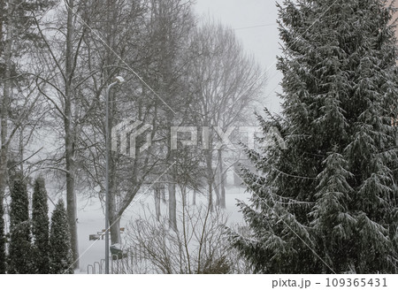 Snowy winter background with trees. Wintertime nature details. 109365431