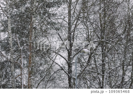 Snowy winter background with trees. Wintertime nature details. Snowy winter background with trees. Wintertime nature details. 109365468