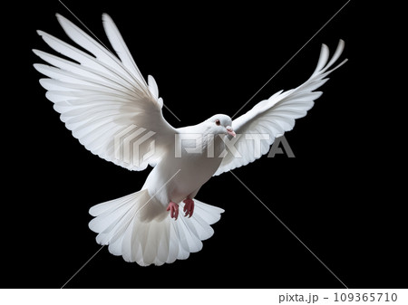A white dove soaring with wings fully outspread, against a black background 109365710