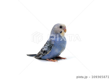 セキセイインコ　　白バック 109365871