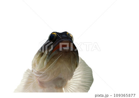 ゴールドスペックジョーフィッシュ　アゴアマダイの仲間　ジョーフィッシュ　白バック 109365877