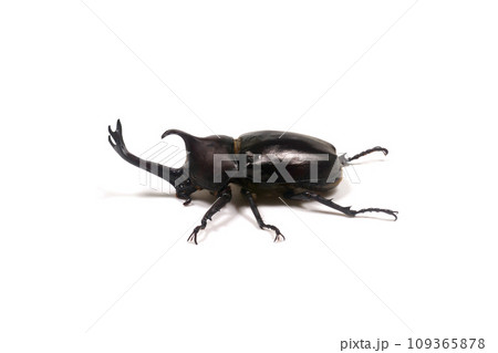 カブトムシ 白バック カブトムシ 白バック 109365878