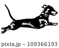 dachshund jumping, sketch silhouette - vector 109366193