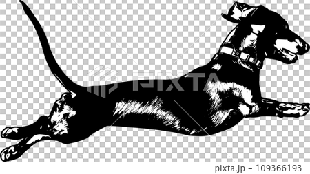 dachshund jumping, sketch silhouette - vector dachshund jumping, sketch silhouette - vector 109366193