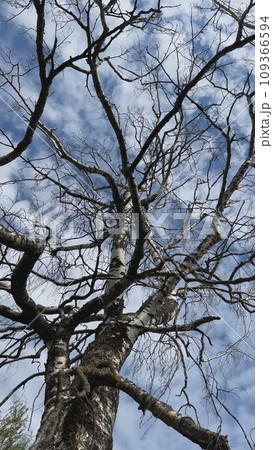 A dry tree against a spring sky. A dry tree against a spring sky. 109366594