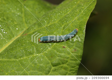 ハグロハバチの幼虫 109366694