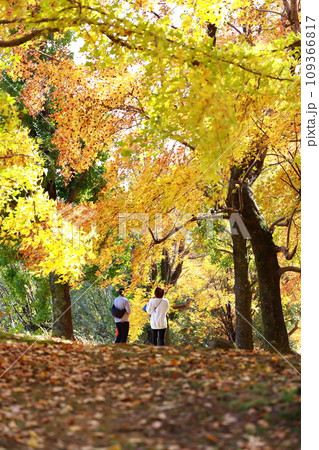 紅葉の中で散歩 紅葉の中で散歩 109366817