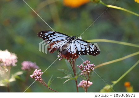フジバカマに来たアサギマダラ 109366973