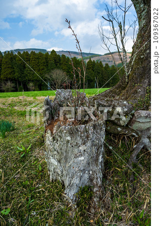 前原の一本桜「病気の影響で枝が剪定された姿ですが開花に頑張っています」(小国町)阿蘇郡小国町下城田原 109367022