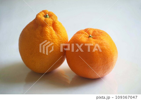 冬が旬の果物　デコポンとポンカン 109367047