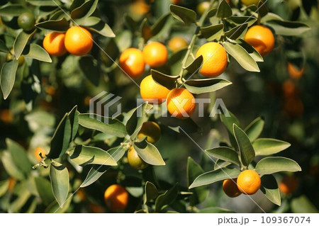 おいしそうに実ったキンカン 109367074