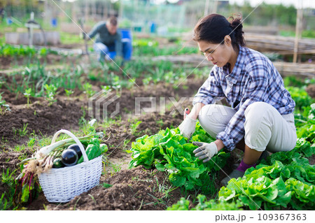 Asian woman gathering crop of leafy vegetables in garden beds 109367363