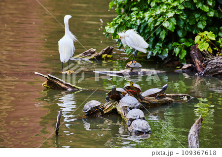 7 snapping turtles on a log with 2 white Snowy Egrets in background with one standing on turtle 109367618