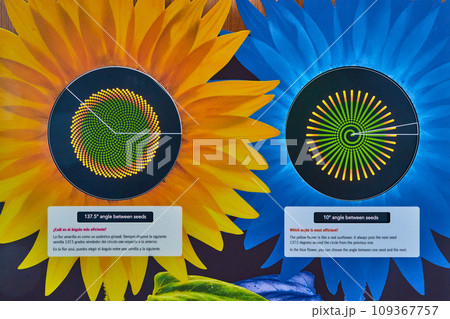 Colorful artwork showing science behind sunflower seed placement Colorful artwork showing science behind sunflower seed placement 109367757