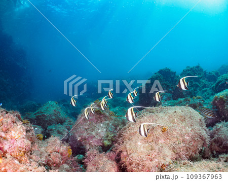 ヒリゾ浜のドロップオフの美しいツノダシ(ツノダシ科)他の群れ。 静岡県伊豆半島賀茂郡南伊豆町中木か ヒリゾ浜のドロップオフの美しいツノダシ(ツノダシ科)他の群れ。 静岡県伊豆半島賀茂郡南伊豆町中木か 109367963