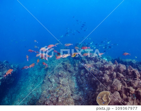 ヒリゾ浜の美しいホウライヒメジ（ヒメジ科）、チョウチョウウオ（チョウチョウウオ科）他の群れ。  静岡 109367977