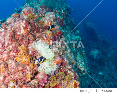 ヒリゾ浜の美しいイソギンチャク畑で卵を守る可愛いクマノミのペア(クマノミ亜科)。 静岡県伊豆半島賀 ヒリゾ浜の美しいイソギンチャク畑で卵を守る可愛いクマノミのペア(クマノミ亜科)。 静岡県伊豆半島賀 109368001