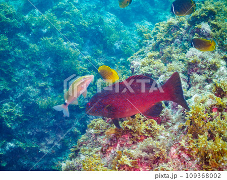 ヒリゾ浜の美しく大きなスジアラ（ハタ科）他。  静岡県伊豆半島賀茂郡南伊豆町中木から渡し船で渡るヒリ 109368002