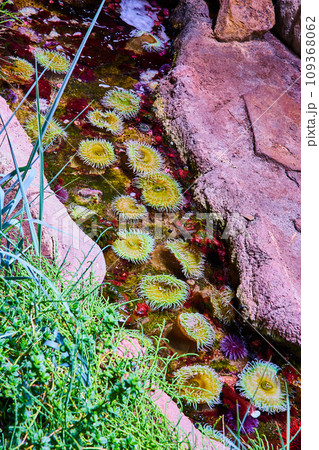 Artificial tide pool with vibrant sea urchins and anemones between rocks Artificial tide pool with vibrant sea urchins and anemones between rocks 109368062